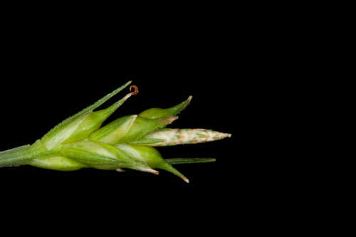 Carex willdenowii #18